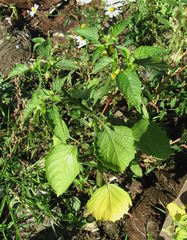 Physalis ixocarpa