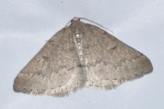 Aleucis distinctata