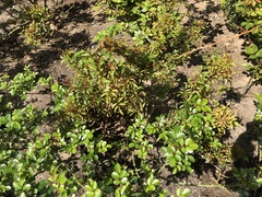 Rose rosette emaravirus