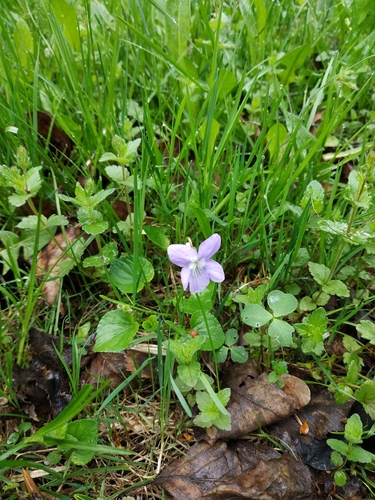 Наблюдение на iNaturalist