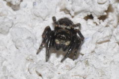 Pseudeuophrys erratica
