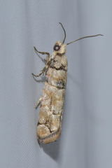 Blastesthia tessulatana