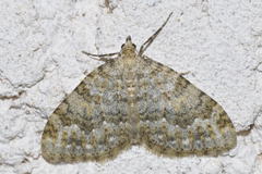 Coenotephria ablutaria