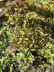 Rose rosette emaravirus