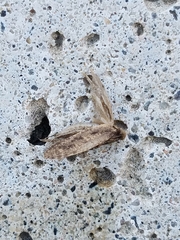 Lepidoptera