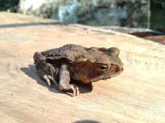 Ingerophrynus celebensis