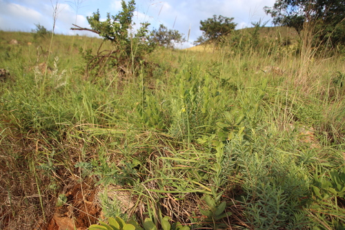 Image of Lasiosiphon afer by (c) Tony Rebelo, some rights reserved (CC BY-SA)