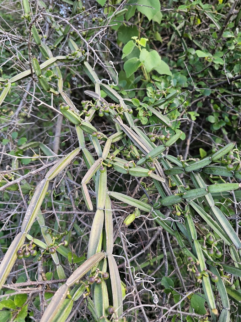 Hồ đằng bốn cạnh – Cissus quadrangularis