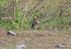 Gallinago megala