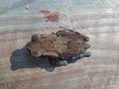 Ingerophrynus celebensis