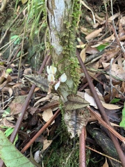 Nephelaphyllum pulchrum