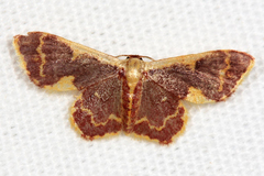Idaea gemma