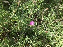 Lampranthus uniflorus
