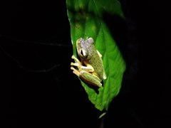 Rhacophorus edentulus