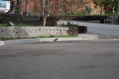 Sturnus vulgaris