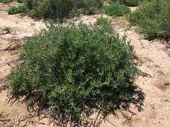 Lampranthus uniflorus