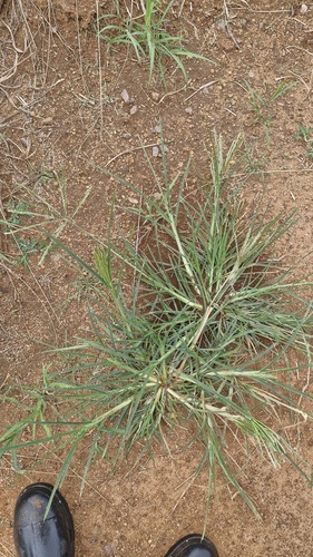Eleusine coracana observed 2026-03-12