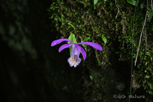 Pleione formosana