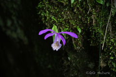 Pleione formosana