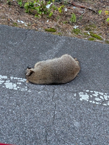 Common Raccoon photographed in Alabama