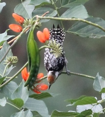 Leiopicus mahrattensis