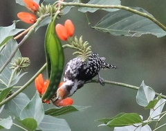 Leiopicus mahrattensis