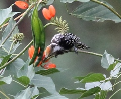 Leiopicus mahrattensis