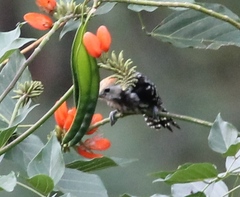 Leiopicus mahrattensis