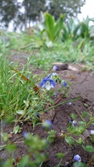 Veronica syriaca