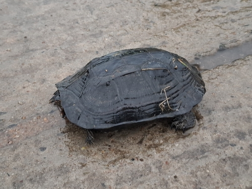 Indian Black Turtle