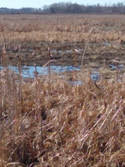 Botaurus lentiginosus