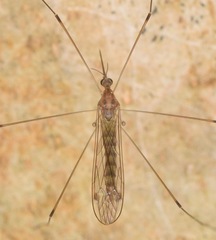 Geranomyia communis