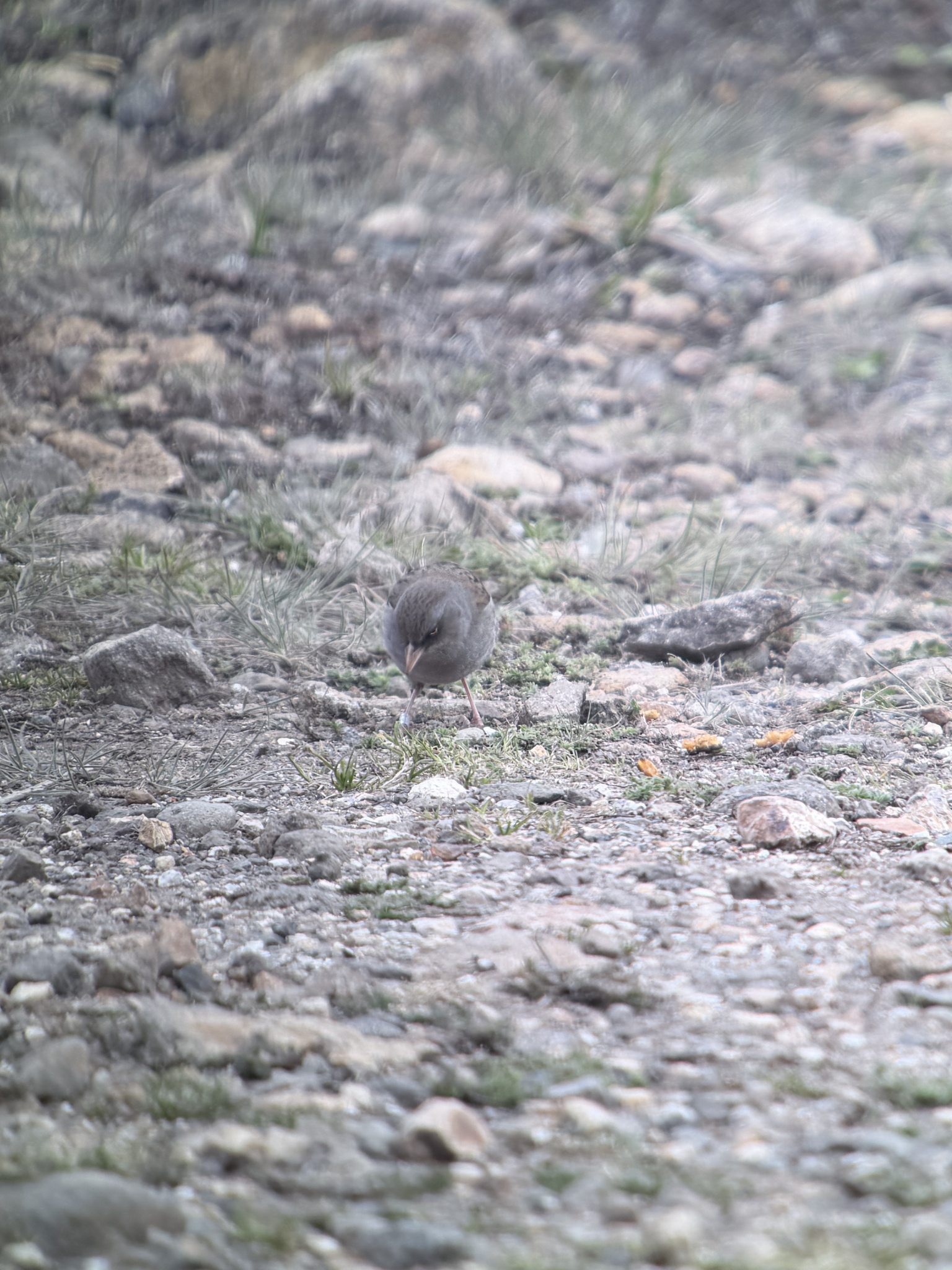 Volcano Junco (Junco vulcani), photo 5
