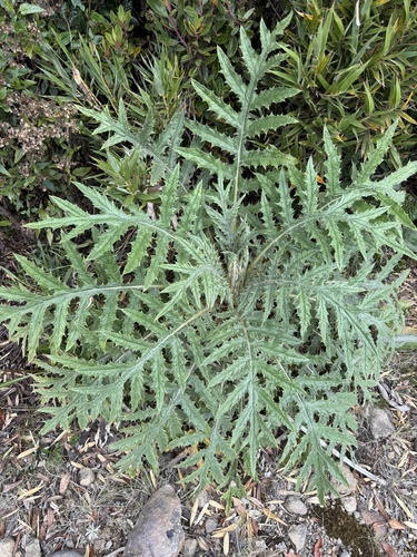 Cirsium subcoriaceum, photograph 3