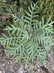 (c) Chloe Lynn, some rights reserved (CC BY) Cirsium subcoriaceum, photograph (c) Chloe Lynn, some rights reserved (CC BY)