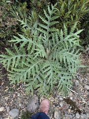 (c) Chloe Lynn, some rights reserved (CC BY) Cirsium subcoriaceum, photograph (c) Chloe Lynn, some rights reserved (CC BY)