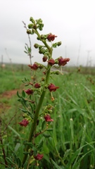 Scrophularia rubricaulis