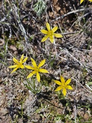Gagea bulbifera, photograph (c) Yeskendir Satekov, some rights reserved (CC BY)