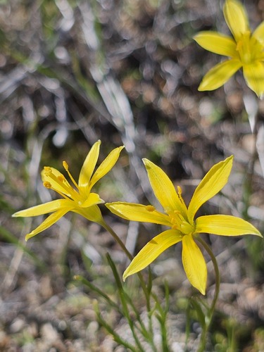 Gagea bulbifera