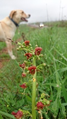 Scrophularia rubricaulis