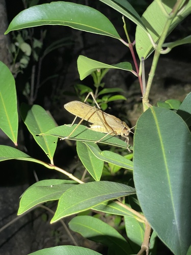 Mecopoda synconfracta