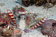 Amblyeleotris wheeleri