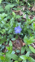 Vinca minor