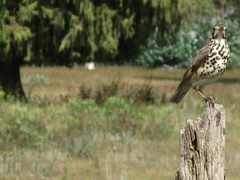 Turdus simensis
