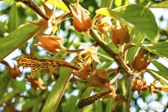 Columnea schiedeana