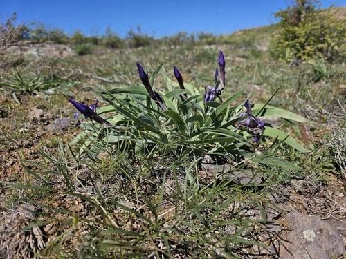 Iris glaucescens