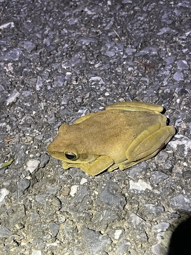 Spot-legged Tree Frog
