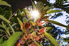 Columnea schiedeana
