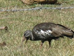 Bostrychia carunculata