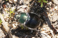 Paracotalpa